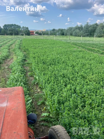 Продавам Бали люцерна,сено реколта 2025, снимка 3 - За селскостопански - 46343308