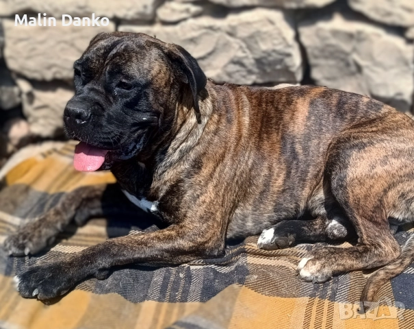 Бебета КАНЕ КОРСО, снимка 7 - Кане корсо - 52788488