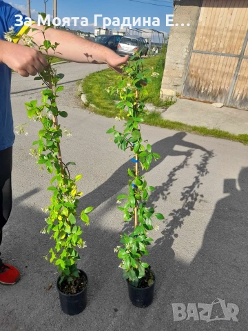 Жасмин 4 цвята, снимка 14 - Градински цветя и растения - 54019997