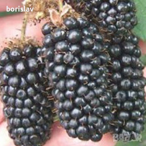 Къпина Карака Блек(Karaka Black), снимка 3 - Градински цветя и растения - 42359529