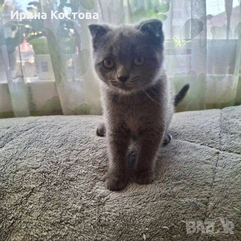 Продават се шотландски клепоухи котенца, снимка 5 - Британска късокосместа - 53937686