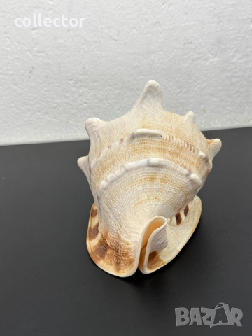Гигантска морска раковина. №7779, снимка 4 - Други ценни предмети - 52876893