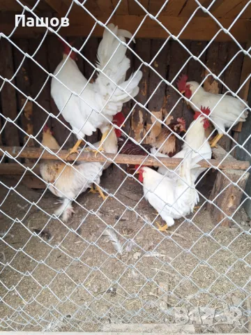 Продавам петли , снимка 5 - Кокошки и пуйки - 47821895