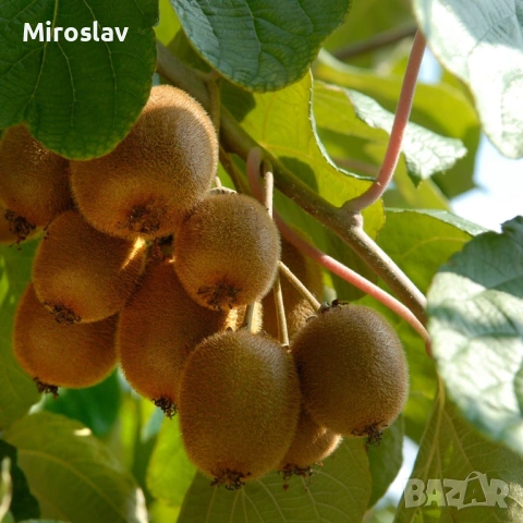 Киви Голд-(Златно киви), снимка 4 - Градински цветя и растения - 53878389