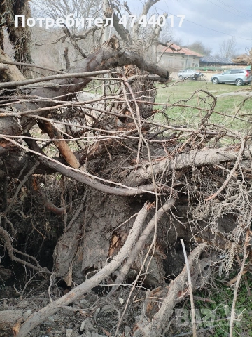 Корени от Орех , снимка 7 - Маси - 53940890