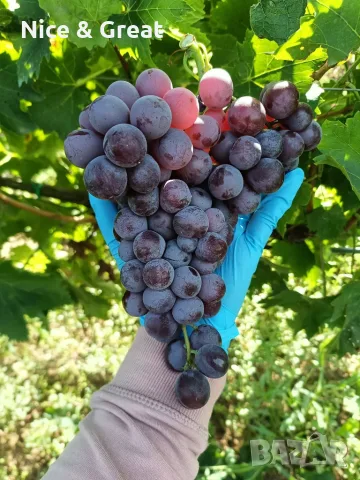 Хамбургски мискет