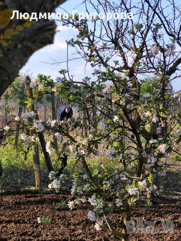 Парцел в регулация 