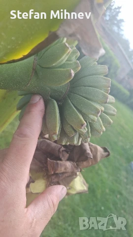 банан муса баджо студоустойчив, снимка 4 - Градински цветя и растения - 51067187