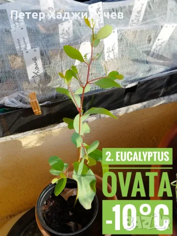 Продавам разсад от евкалипт и австралийска акация