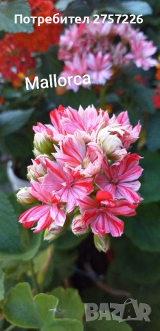 Сортови мушката, снимка 2 - Стайни растения - 52062315