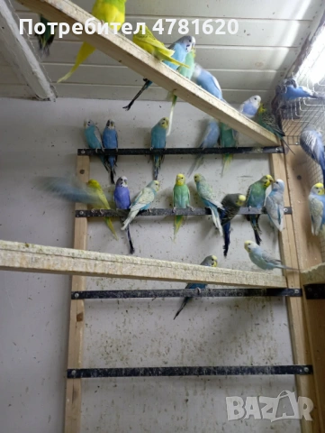 Вълнисти папагали, снимка 4 - Папагали - 54019154