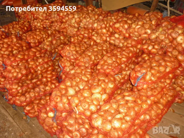 жълт кромид лук
