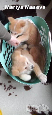 Кученца Акита, снимка 4 - Акита - 52672530