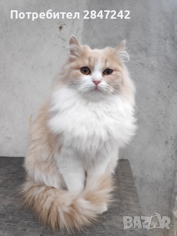 Бежово пухче