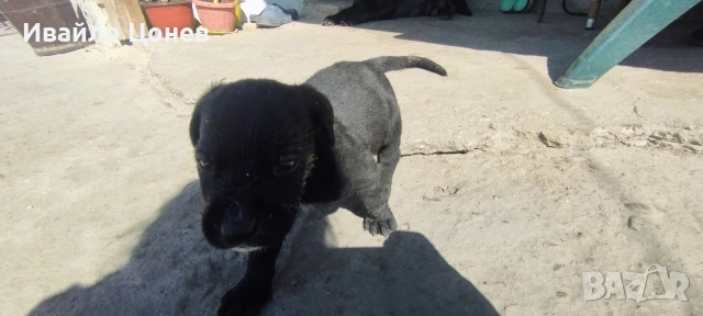 Малки кученца- Лабрадор, снимка 6 - Лабрадор ретривър - 54363432