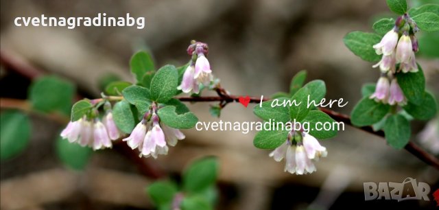 Симфорикарпус - розов, снимка 3 - Градински цветя и растения - 31281884