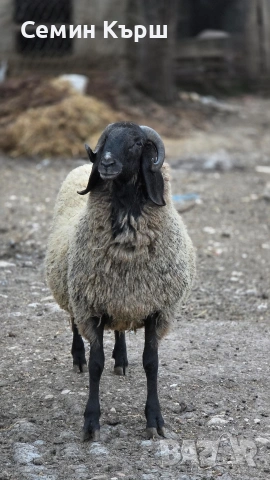 Плевенски черноглав коч
