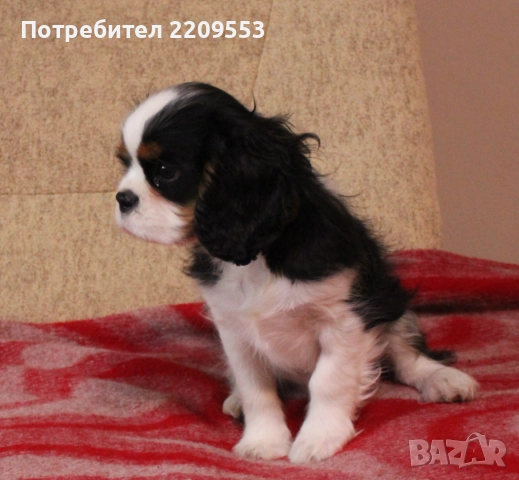 Кавалер Кинг Чарлз Шпаньол FCI, снимка 4 - Кавалер кинг чарлз шпаньол - 52619347