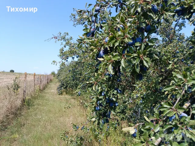 Сини сливи Стенлей , снимка 3 - Домашни продукти - 55930738