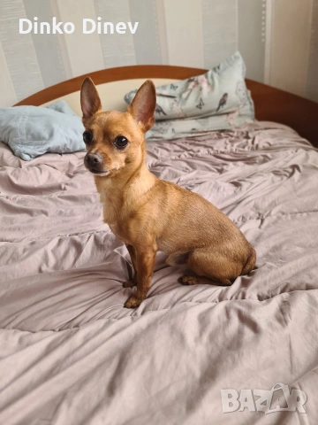 пинчер на 4 години мъжки, снимка 3 - Търси партньор - 53904109