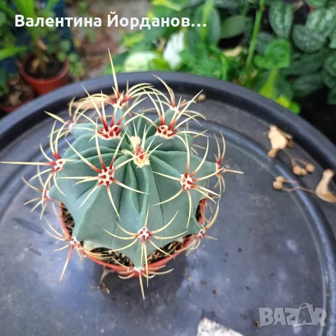 кактус големи растения , снимка 2 - Стайни растения - 56298510