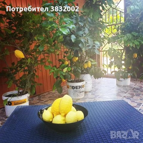 Лимонени фиданки, снимка 4 - Градински цветя и растения - 42249409