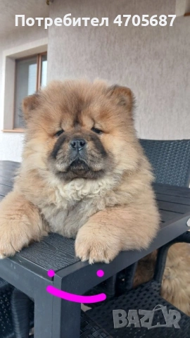 Чисто кръвни бебета със родословие, снимка 2 - Чау Чау - 54082240