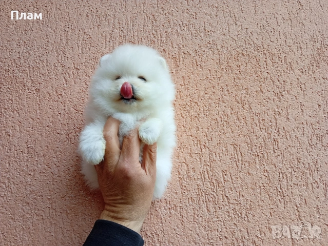 Померани.Реални снимки ! Мъжки и женски., снимка 16 - Померан - 54038182