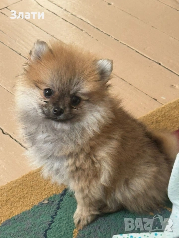 Мини Померанче Момиче, снимка 2 - Померан - 53316752