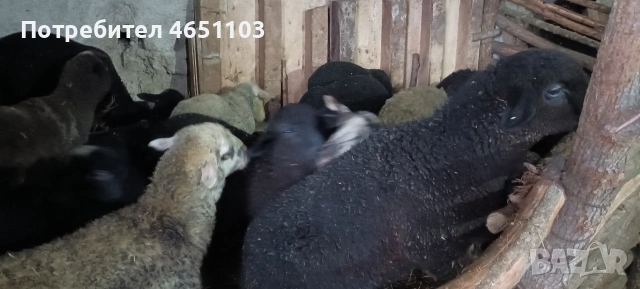 Продавам Агнета, снимка 3 - Овце - 54126742