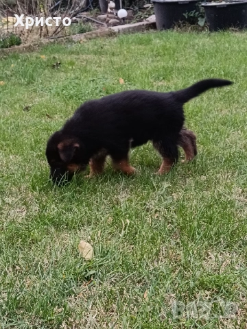 Малки немски овчарки, снимка 15 - Немска овчарка - 52557703