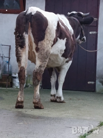 Продавам бременни юници , снимка 7 - Крави - 52893447