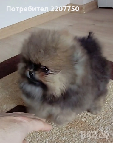 продавам померан 