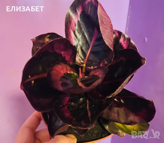Калатея калатея 