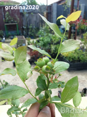 Боровинка - Разсад и замразен плод , снимка 8 - Градински цветя и растения - 27515105