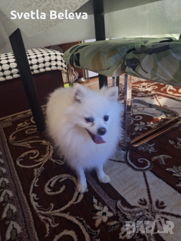 Померан, снимка 2 - Померан - 52316289