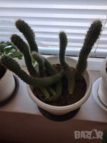 Кактус - две саксии, снимка 9 - Стайни растения - 52295804