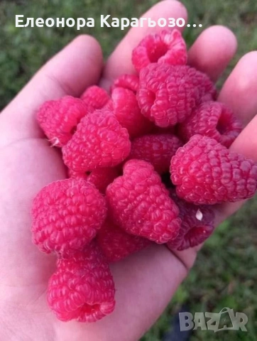 Качествен разсад малини, снимка 4 - Разсади - 53883934