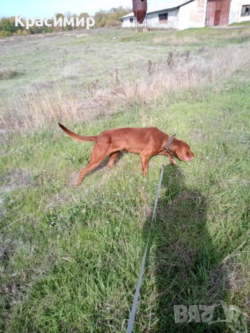 Ловно куче-шоколадово гонче , снимка 2 - Гонче - 52274411