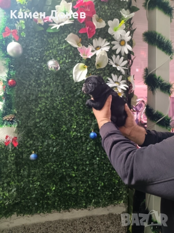 Френски булдог , снимка 11 - Френски булдог - 52957098