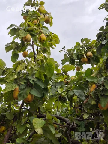 Дюли домашни хубави, снимка 3 - Домашни продукти - 56437138