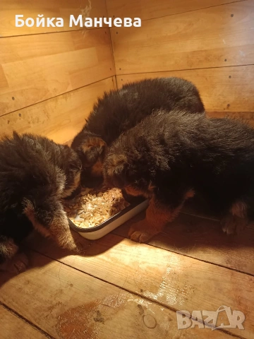 продавам немски овчарки 