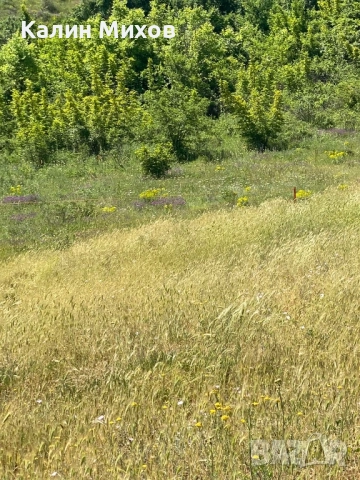 земеделска земя намираща в землището на село Белащица и Марково, снимка 11 - Земеделска земя - 52448452