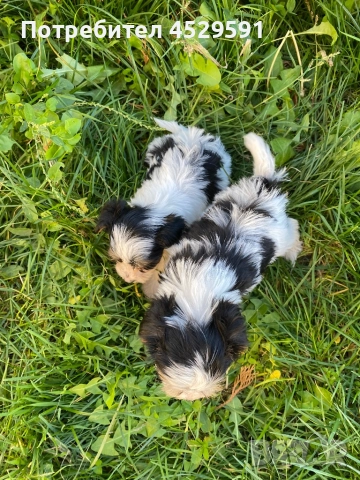 Бивер Бивър йорки йоркширски териер, снимка 9 - Йоркширски териер - 52369659