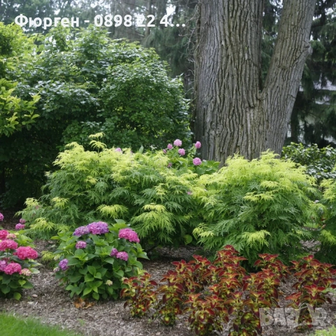 Червен бъз Lemony Lace – декоративен храст с лимоненожълта окраска, снимка 2 - Разсади - 52714829