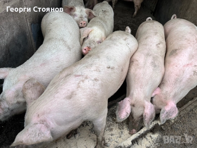 Свободни!! Домашни Прасета, снимка 3 - Прасета - 52895180