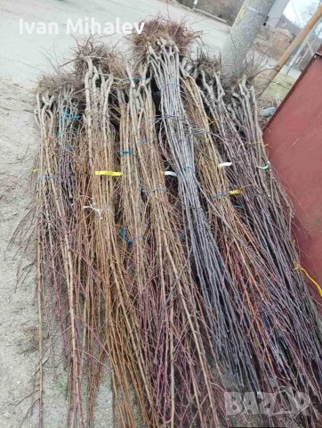 лозов посадъчен материал и овощен , снимка 8 - Градински цветя и растения - 53029256