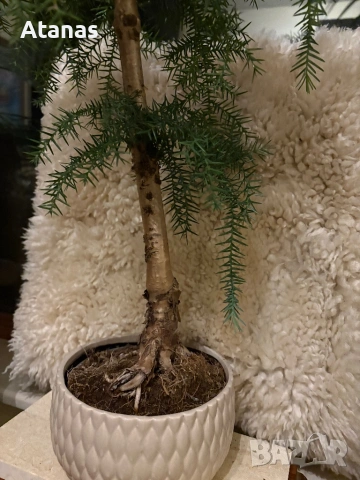 Бонзай Araucaria cunninghamii, снимка 2 - Стайни растения - 54176491