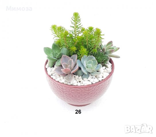 Сукуленти подаръци