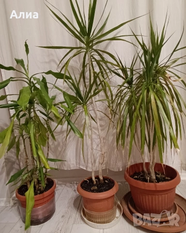 Юка, драцена, сингониум, шефлера, сансивиера, снимка 7 - Градински цветя и растения - 38427917